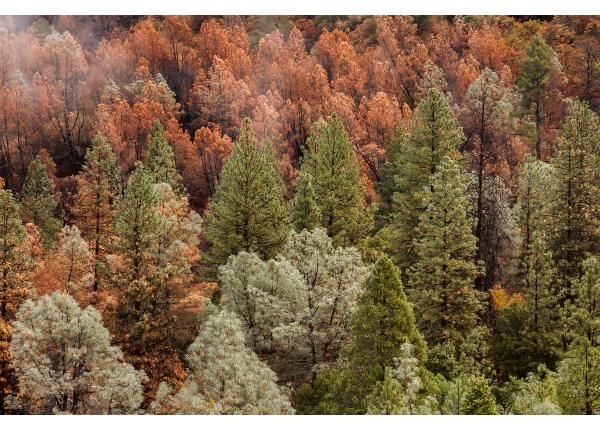 Флизелиновые фотообои Beautiful Forest