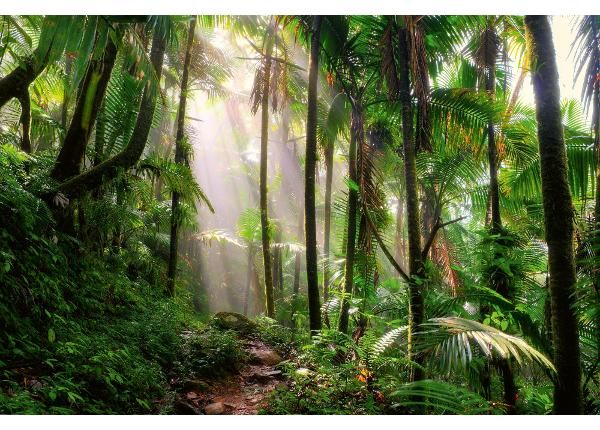 Флизелиновые фотообои Beautiful Jungle Path