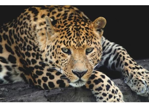 Флизелиновые фотообои Close Up Leopard Portrait 368 x 254 см