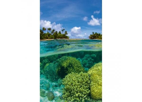 Флизелиновые фотообои Coral reef 150x250 см