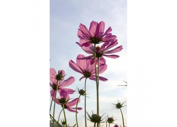 Флизелиновые фотообои Cosmos flowers 150x250 см