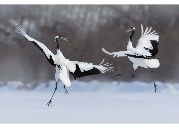 Флизелиновые фотообои Dancing Pair Of Red-crowned Crane