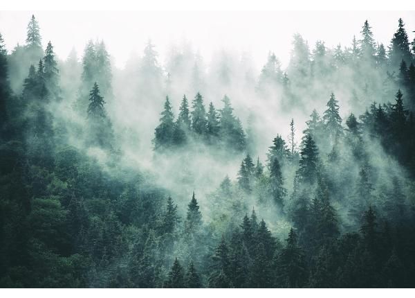 Флизелиновые фотообои Foggy Forest