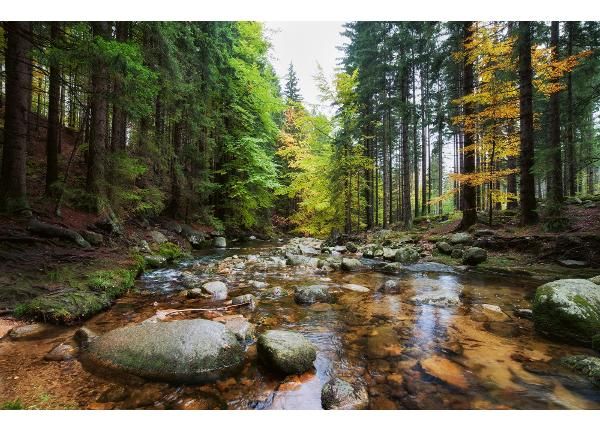 Флизелиновые фотообои Forest Stream