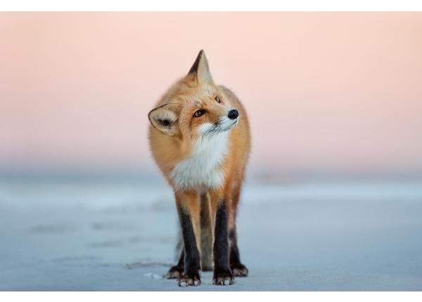 Флизелиновые фотообои Fox Turns Its Head
