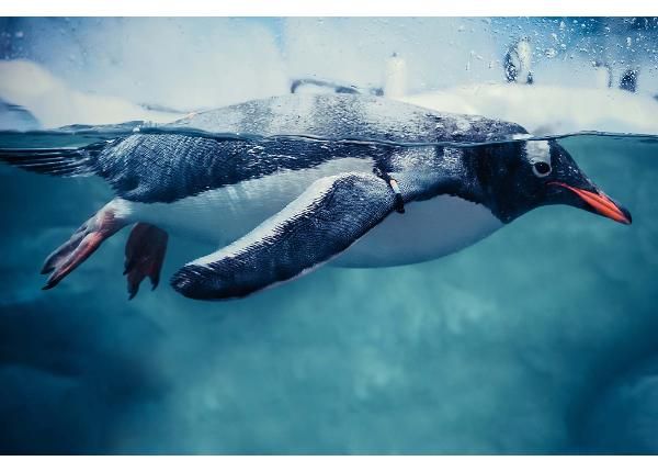 Флизелиновые фотообои Gentoo Penguin Swimming Marine Life