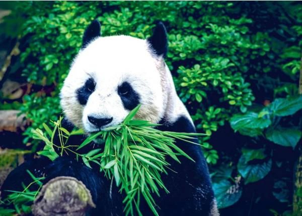 Флизелиновые фотообои Giant Panda 368x254 см