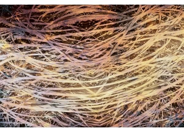 Флизелиновые фотообои Hay Abstract I 150x250 см