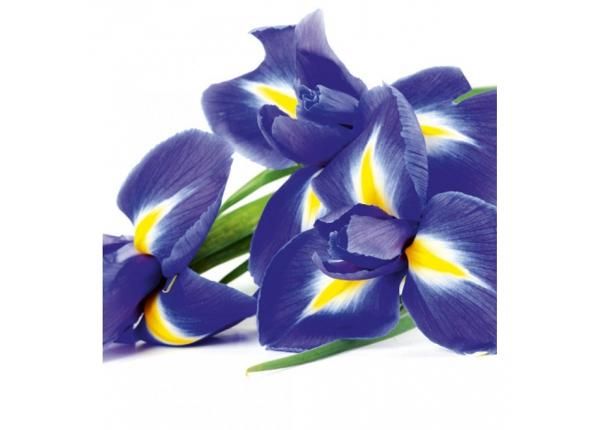 Флизелиновые фотообои Iris 225x250 см