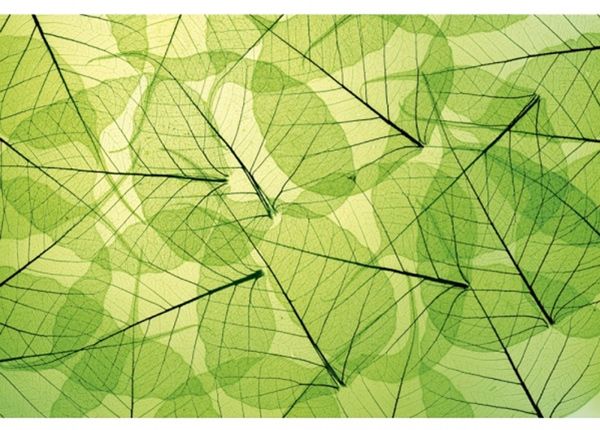 Флизелиновые фотообои Leaf veins 150x250 см