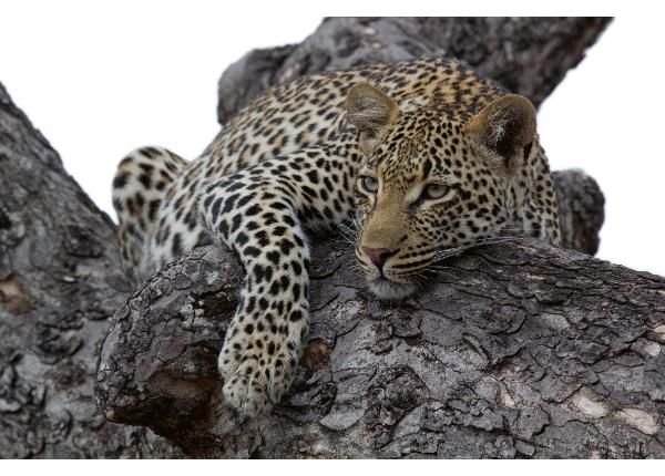 Флизелиновые фотообои Leopard In Tree