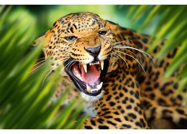 Флизелиновые фотообои Leopard Portrait In Jungle