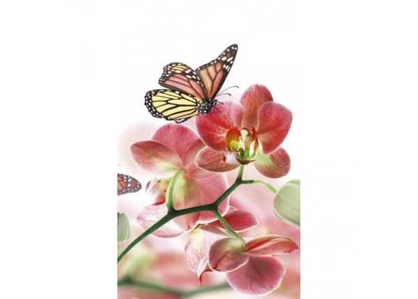 Флизелиновые фотообои Orchids and butterfly 150x250 см