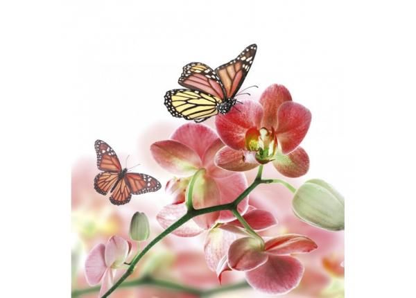 Флизелиновые фотообои Orchids and butterfly 225x250 см