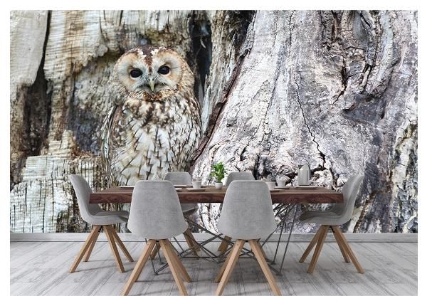 Флизелиновые фотообои Owl on a Grey Tree 368x254 см