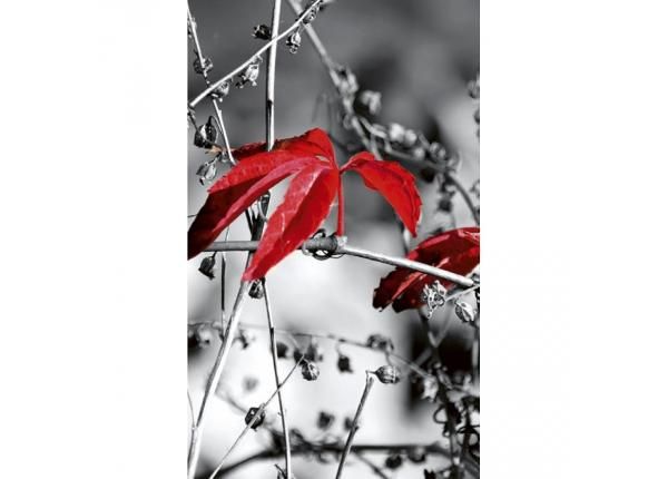 Флизелиновые фотообои Red leaves on black 150x250 см