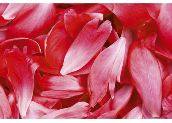 Флизелиновые фотообои Red petals 225x250 см