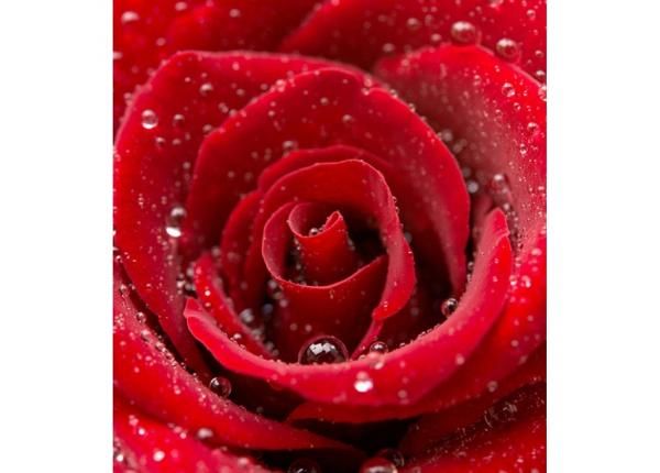 Флизелиновые фотообои Red rose 150x250 см