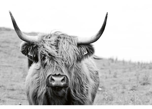 Флизелиновые фотообои Scottish Cow