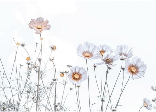 Флизелиновые фотообои Soft Flowers