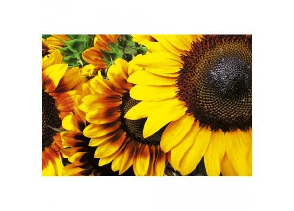 Флизелиновые фотообои Sunflowers 375x250 см