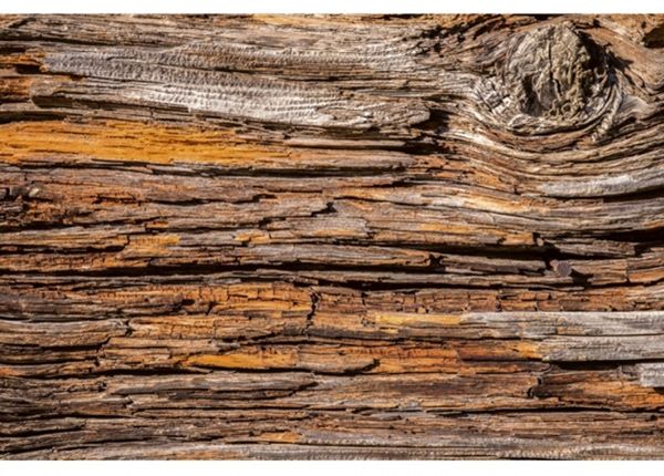 Флизелиновые фотообои Tree bark 150x250 см