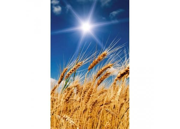 Флизелиновые фотообои Wheat field 150x250 см