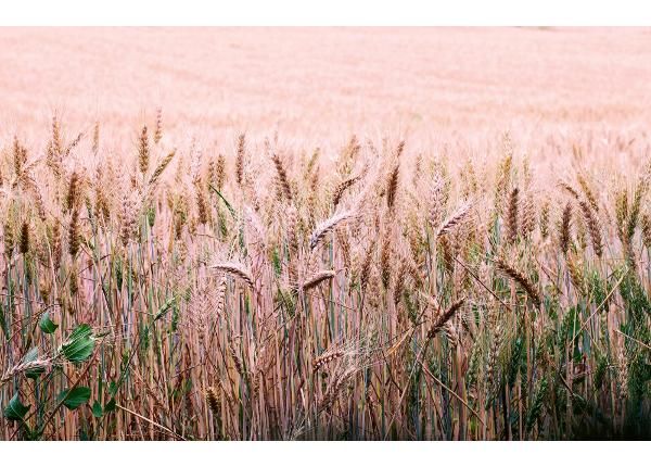 Флизелиновые фотообои Wheat Field