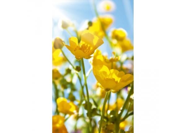 Флизелиновые фотообои Yellow flowers 150x250 см