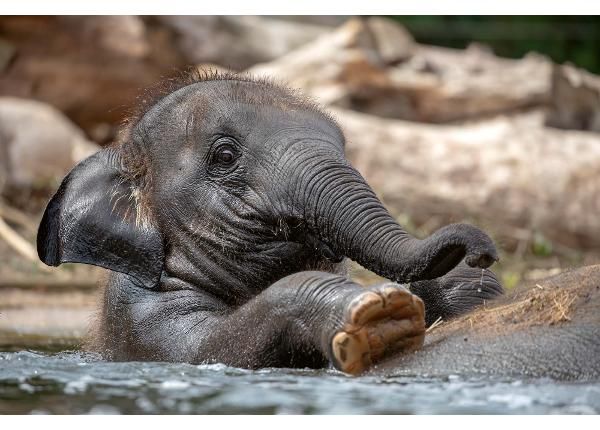 Флизелиновые фотообои Young Indian Elephant