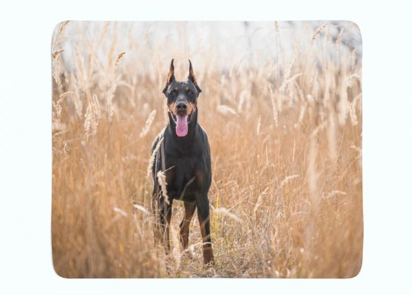 Флисовый плед Doberman Pinscher in the Golden Grass 150x200 см