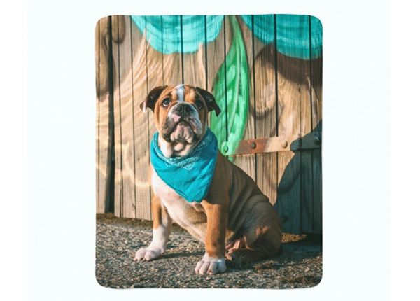 Флисовый плед Stylish English Bulldog Puppy 150x200 см