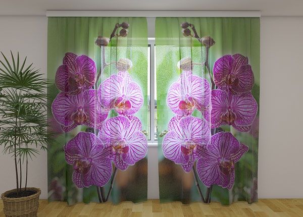 Шифоновая фотоштора Babylon orchid 240x220 cm
