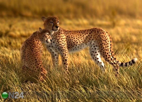 Флизелиновые фотообои Cheetahs 360 x 270 см