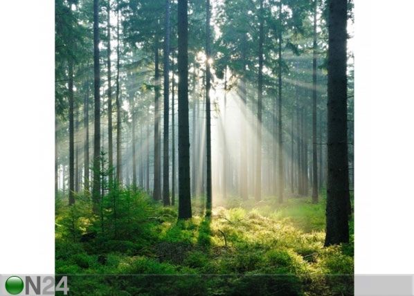 Флизелиновые фотообои Enlightened Forest