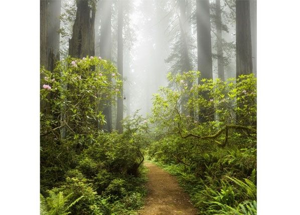 Флизелиновые фотообои Misty forest path
