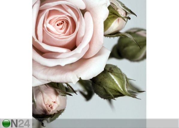 Флизелиновые фотообои Rose with buds 180x202 cm