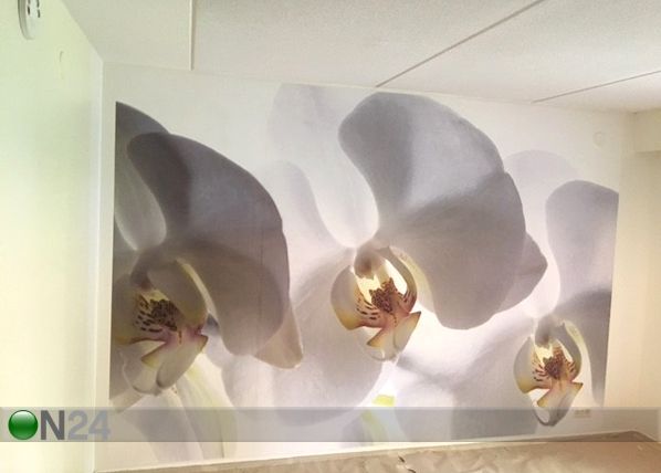 Флизелиновые фотообои White orchid 360x270 см
