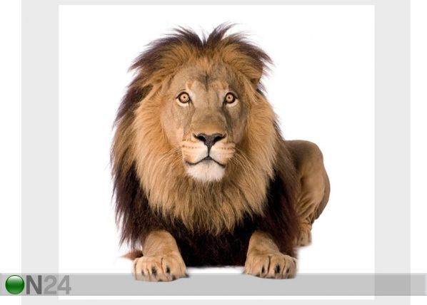 Фотообои Lion King 300x280 см