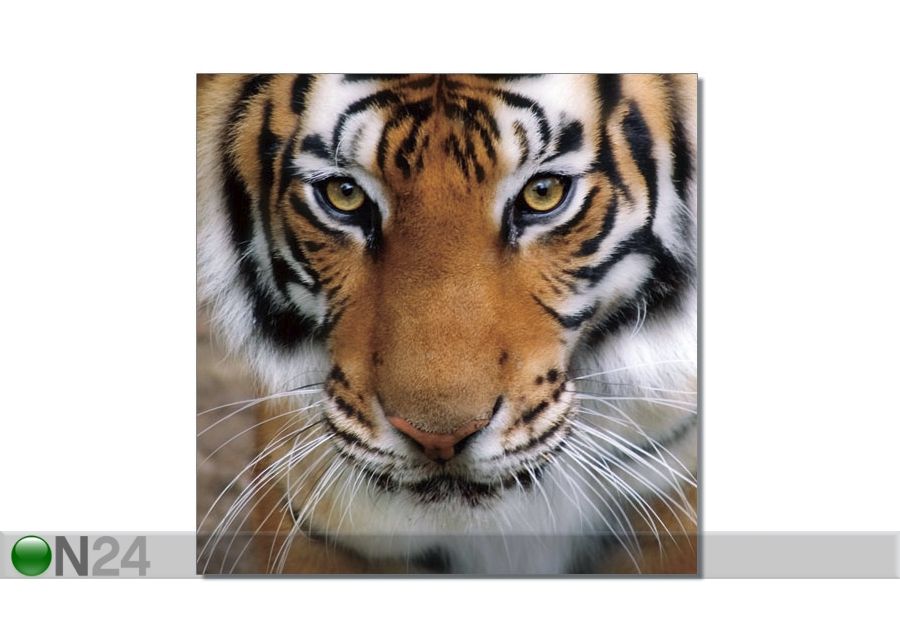 Картина Тигр 120x120 cm увеличить