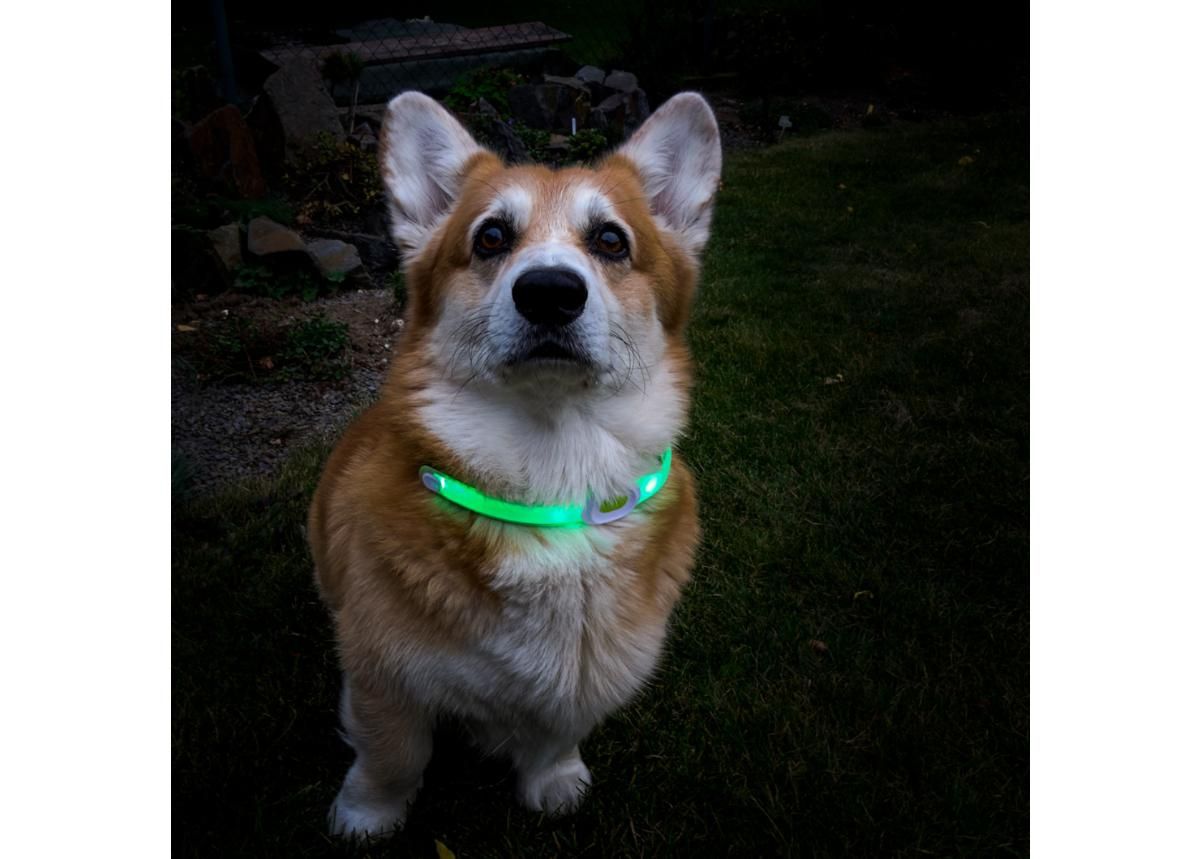 Светодиодный ошейник для собак LED Light Maxi увеличить