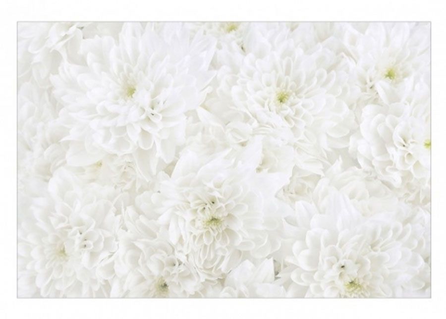 Флизелиновые фотообои Dahlias sea of flowers white увеличить
