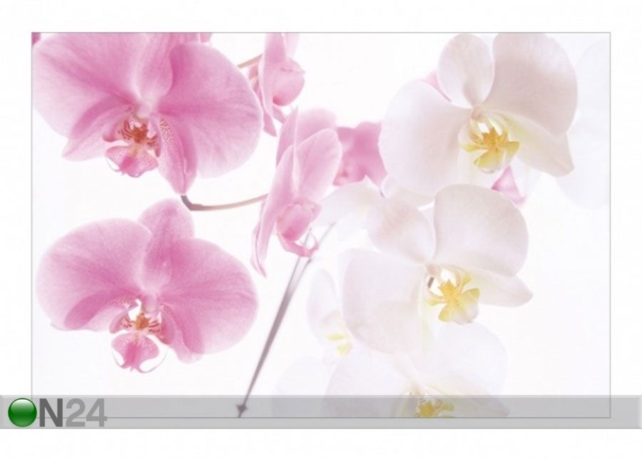 Флизелиновые фотообои Delicate Orchids увеличить