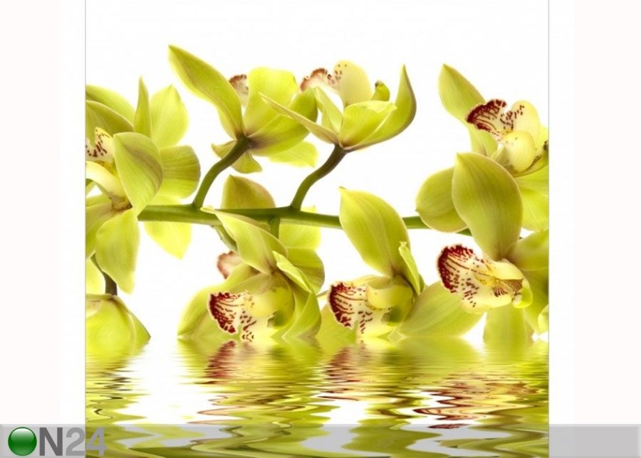 Флизелиновые фотообои Splendid Orchid Waters увеличить