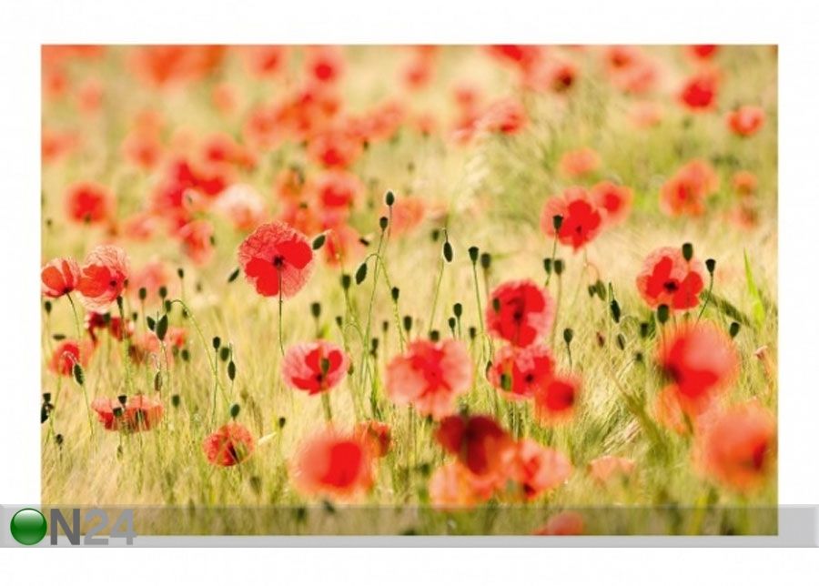 Флизелиновые фотообои Summer Poppies увеличить