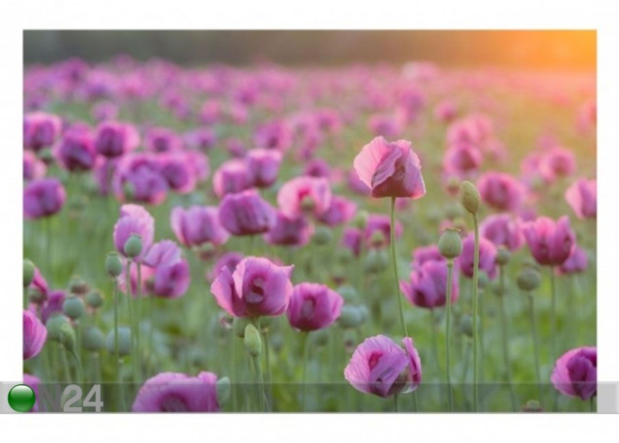Флизелиновые фотообои Violet poppy flowers meadow in spring увеличить