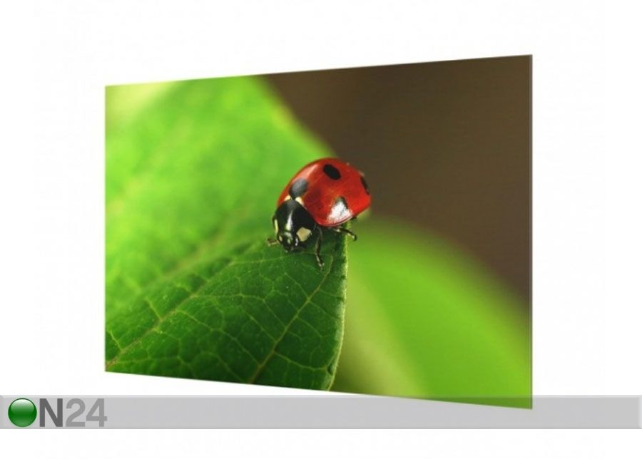 Фотостекло для кухонного фартука Ladybird 40x60 cm увеличить