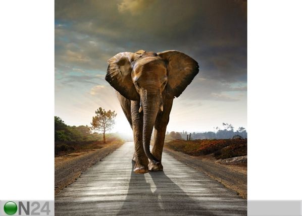 Флизелиновые фотообои Elephant 180x202 cm