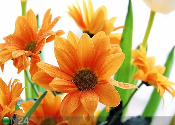 Флизелиновые фотообои Orange flowers 360x270 см