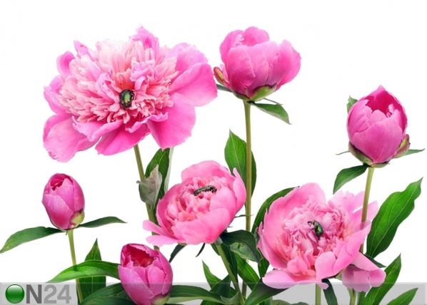 Флизелиновые фотообои Pink peony 360x270 см